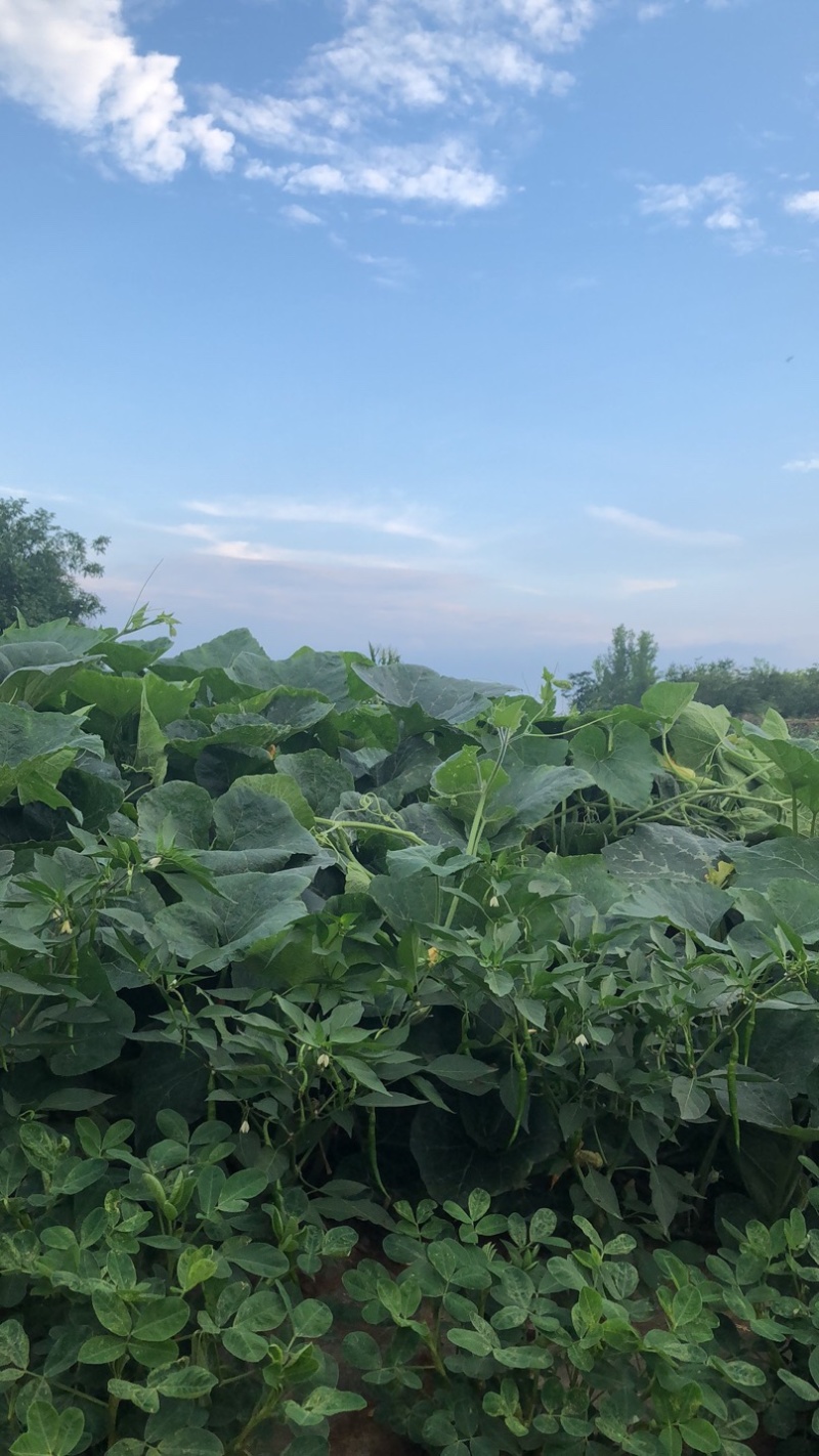 新鲜优质露天线椒一手货源产地直销量大从优诚信经营