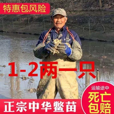 甲鱼苗，大量现货批发零售，中华甲鱼苗支持全国各地发货