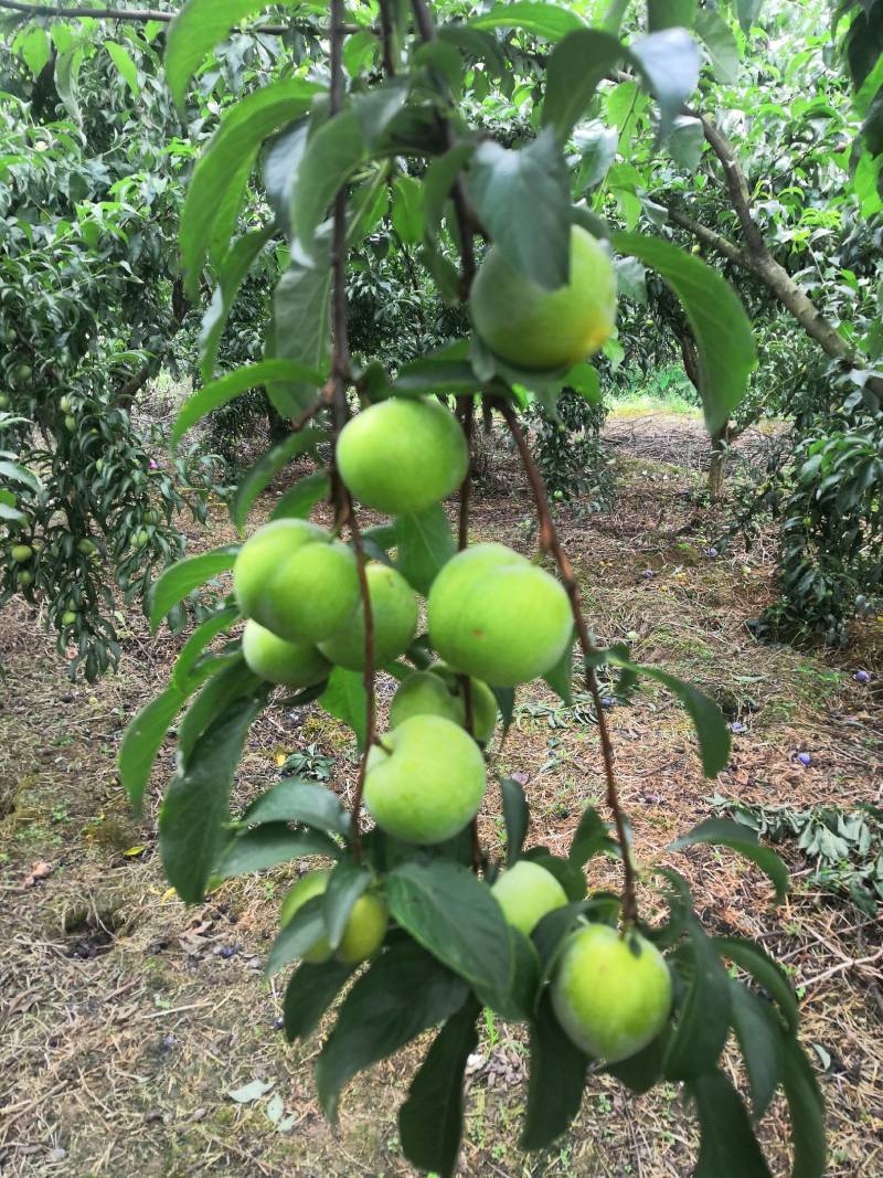 蒲江蜂糖李7成熟了