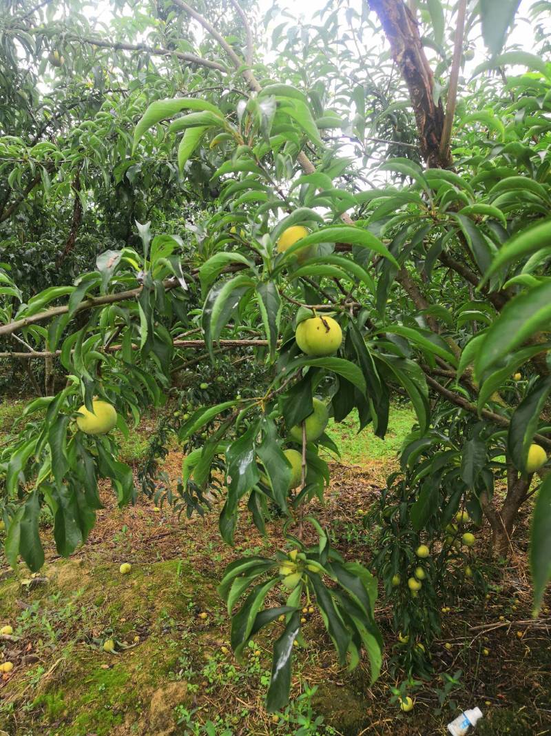 蒲江蜂糖李7成熟了