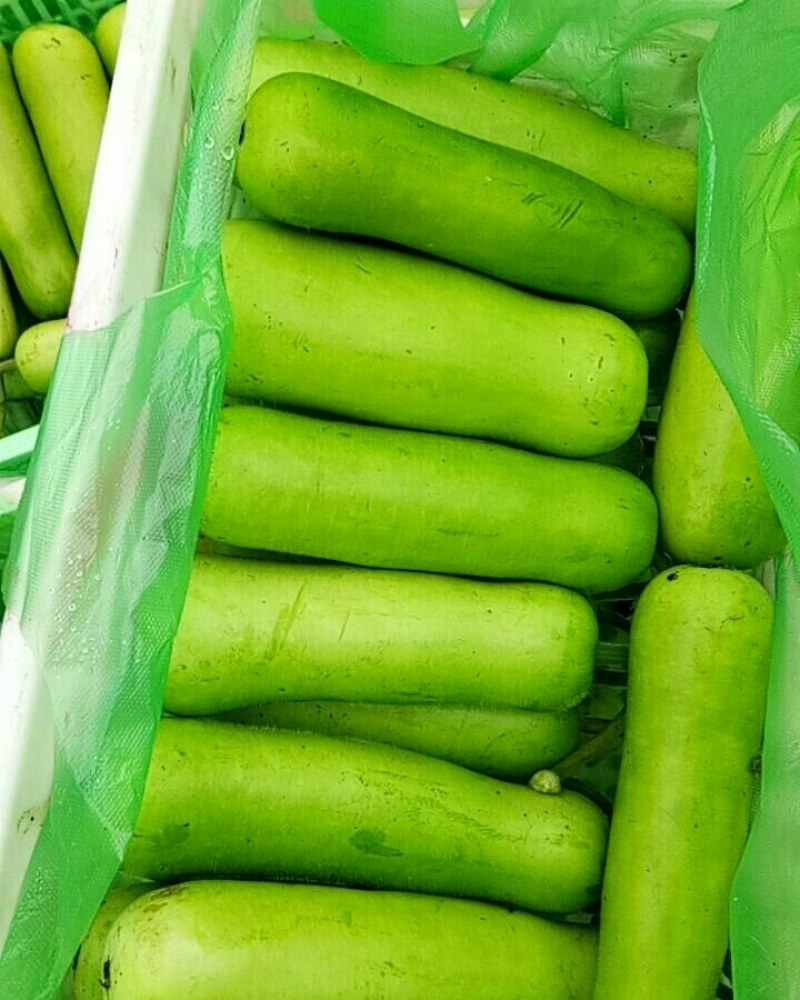 精品瓠子大棚瓠子，甜瓠子！