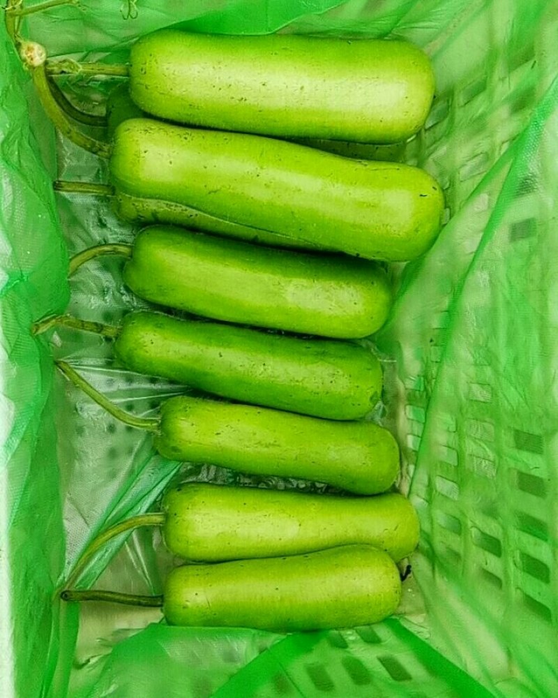 精品瓠子大棚瓠子，甜瓠子！