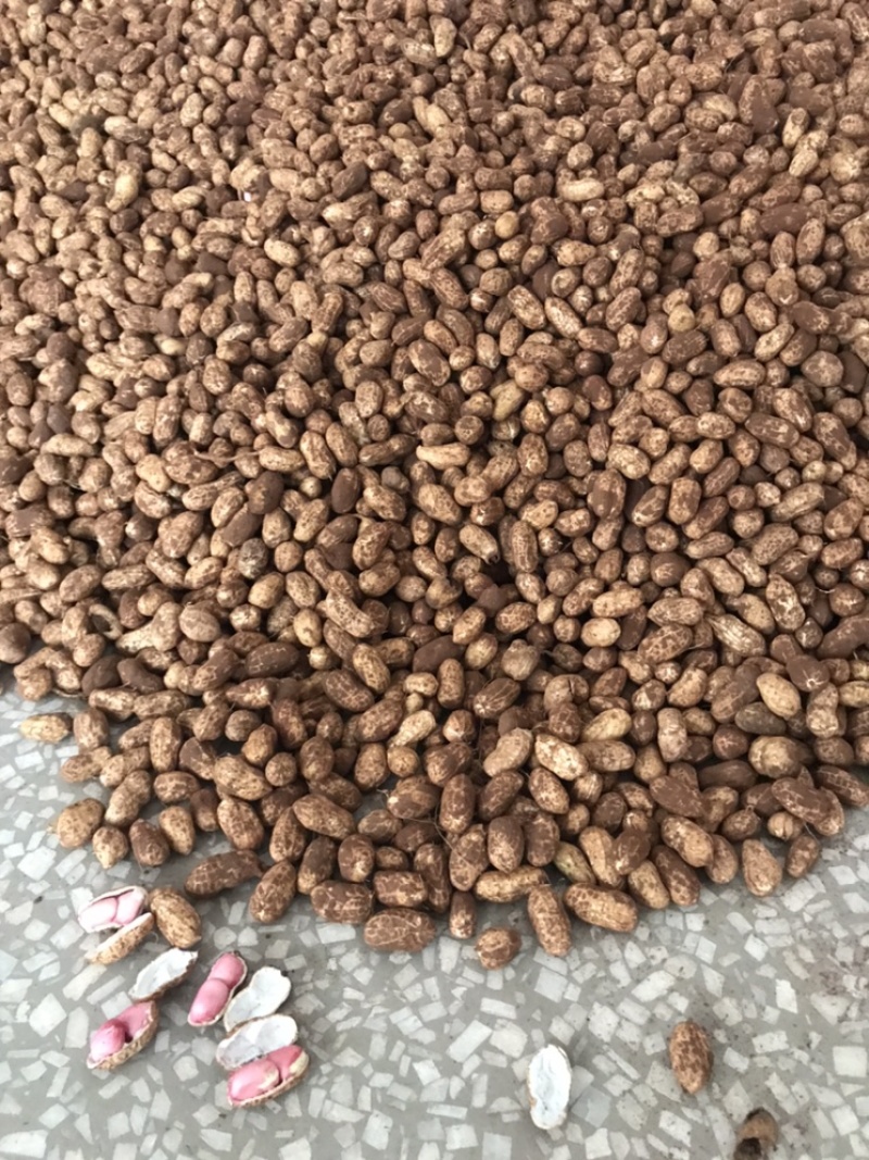 红米两粒鲜花生大量供应，欢迎新老客户定购。诚信为本