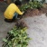 华重楼苗野生重楼盆栽七叶一枝花苗多年生药材庭院阳台绿植花