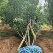 丛生白蜡，基地供应，树形优美，免费提供种植技术，各种规格