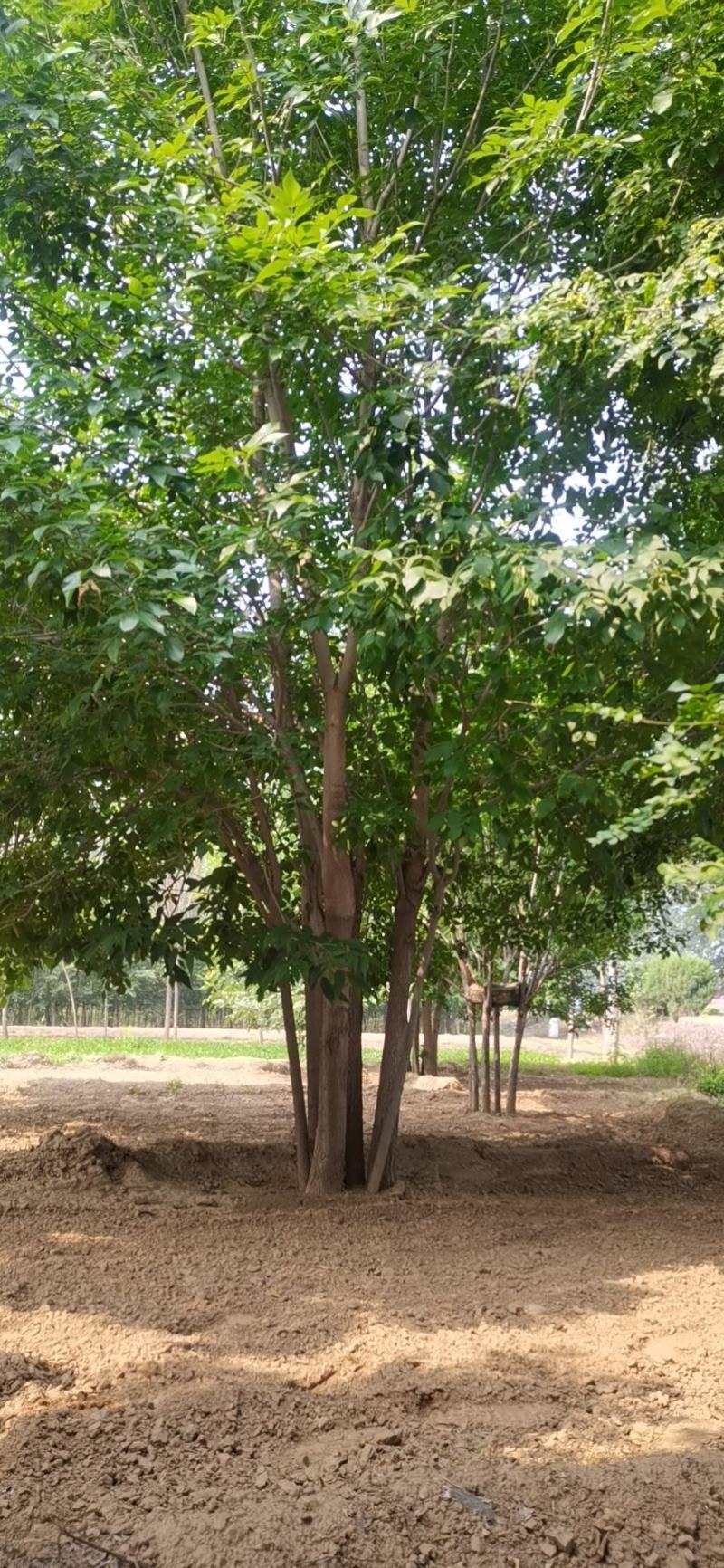 丛生白蜡，基地供应，树形优美，免费提供种植技术，各种规格