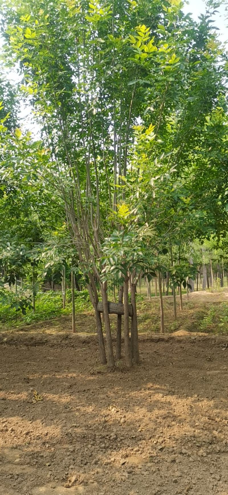 丛生白蜡，基地供应，树形优美，免费提供种植技术，各种规格