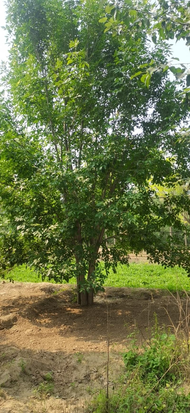 丛生白蜡，基地供应，树形优美，免费提供种植技术，各种规格