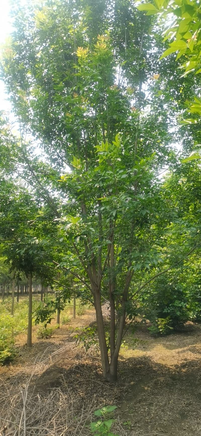 丛生白蜡，基地供应，树形优美，免费提供种植技术，各种规格