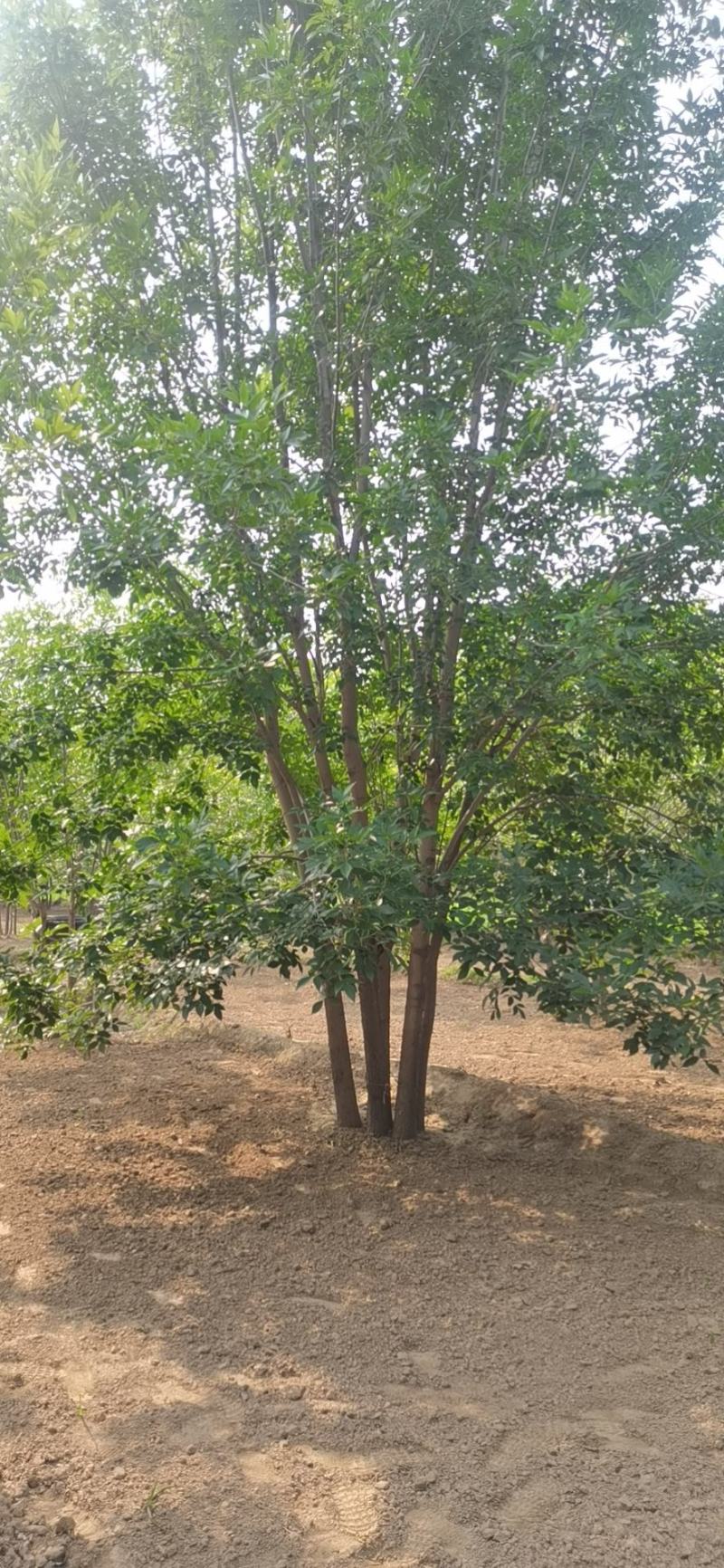 丛生白蜡，基地供应，树形优美，免费提供种植技术，各种规格