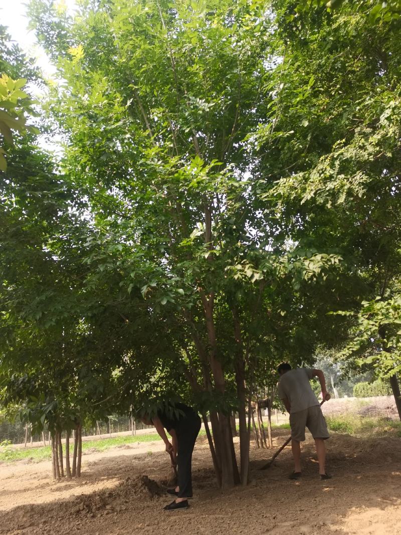 丛生白蜡，基地供应，树形优美，免费提供种植技术，各种规格