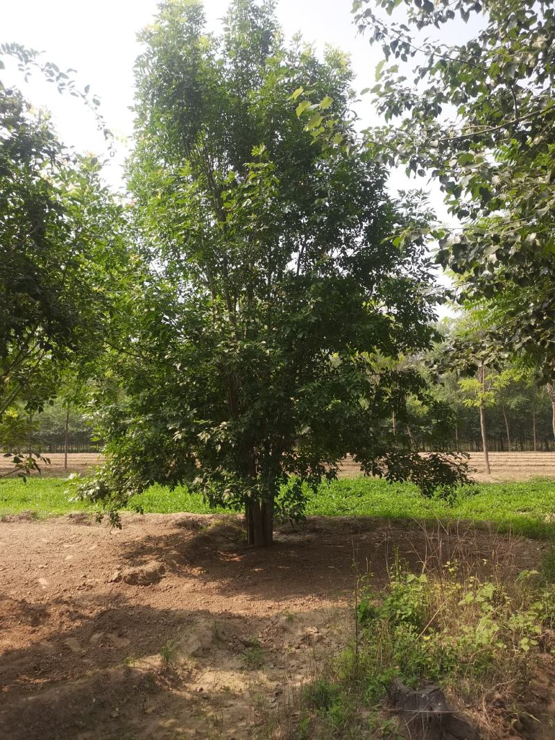 丛生白蜡，基地供应，树形优美，免费提供种植技术，各种规格