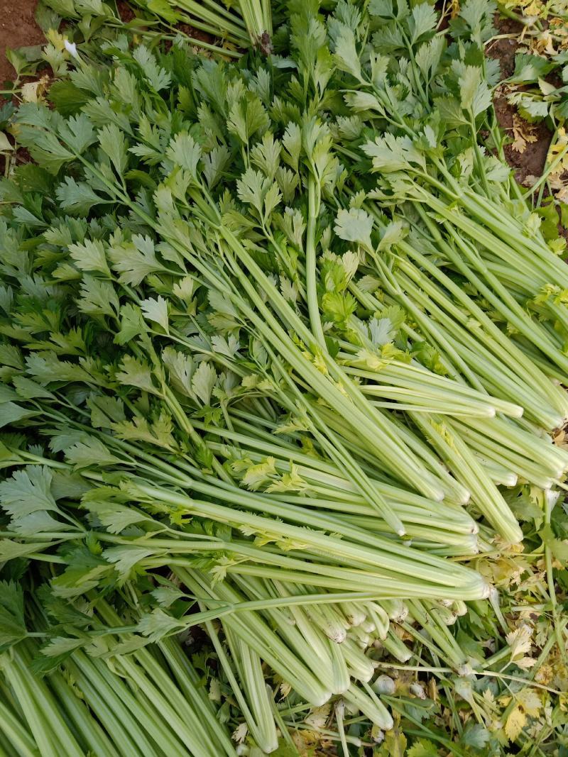 芹菜苗品种有法国皇后、美国西芹等保证品质成活率高