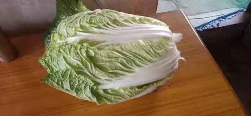 大白菜