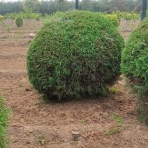 水腊球，基地供应，树形优美，质量保证，免费提供种植技