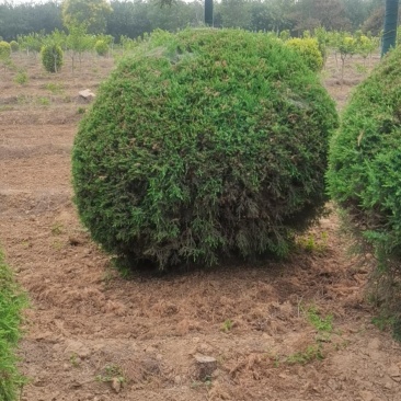 水腊球，基地供应，树形优美，质量保证，免费提供种植技