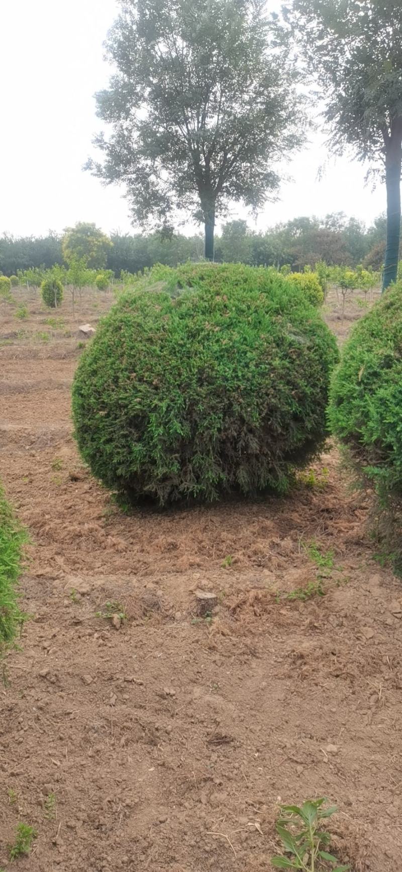 水腊球，基地供应，树形优美，质量保证，免费提供种植技