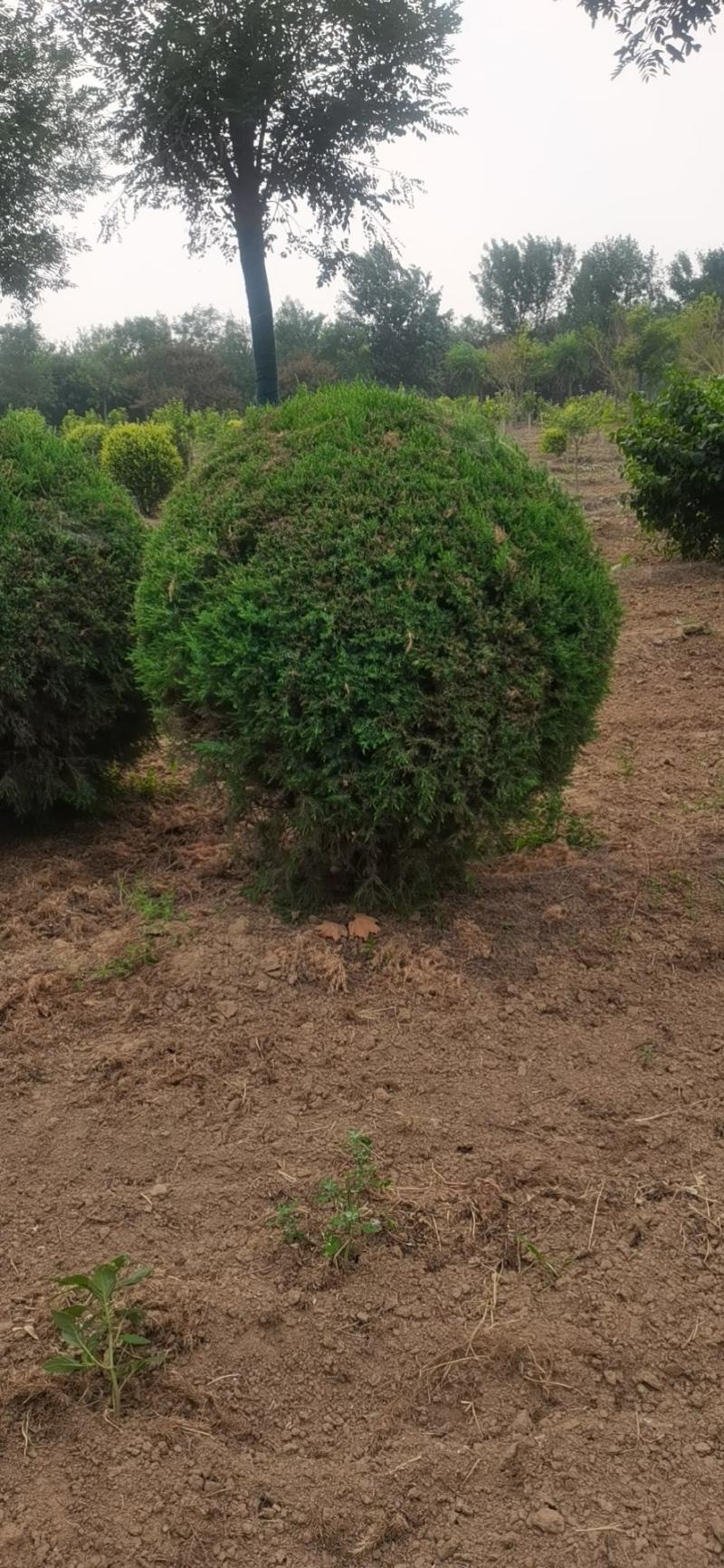 水腊球，基地供应，树形优美，质量保证，免费提供种植技