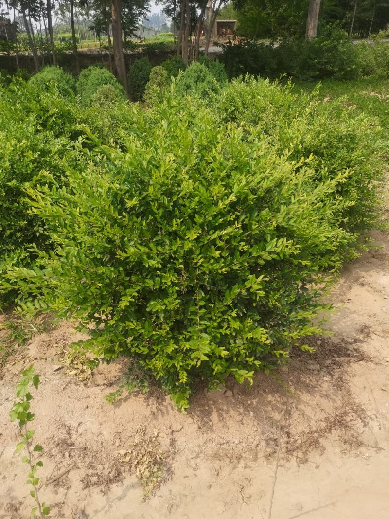 水腊球，基地供应，树形优美，质量保证，免费提供种植技