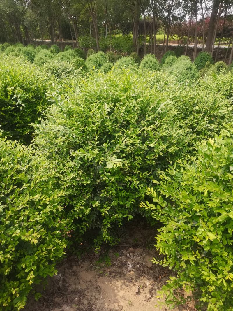 水腊球，基地供应，树形优美，质量保证，免费提供种植技