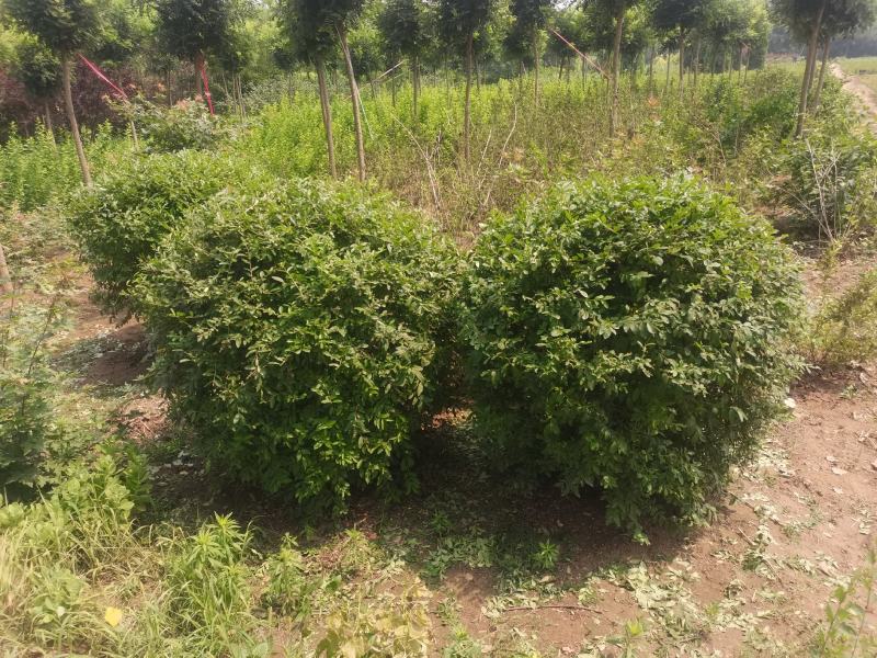 水腊球，基地供应，树形优美，质量保证，免费提供种植技