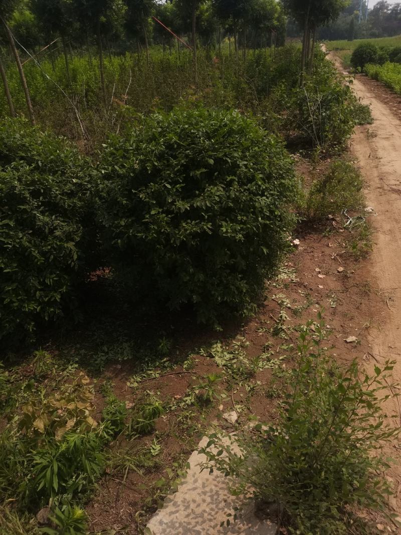 水腊球，基地供应，树形优美，质量保证，免费提供种植技