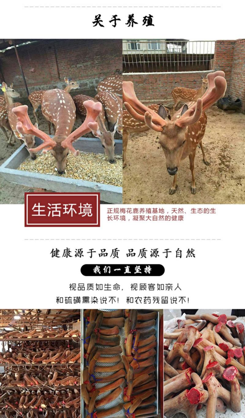 新鲜梅花鹿茸2023头茬新割精品鹿茸整枝一等二杠
