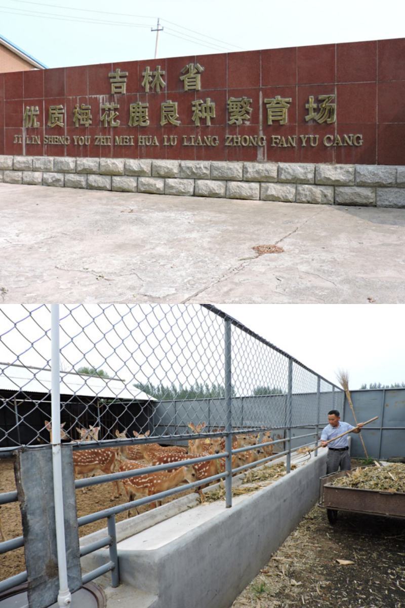 新鲜梅花鹿茸2023头茬新割精品鹿茸整枝一等二杠