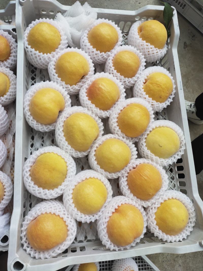 精品桃，黄金蜜桃，突围桃桃黄桃，对接电商供用各大市场