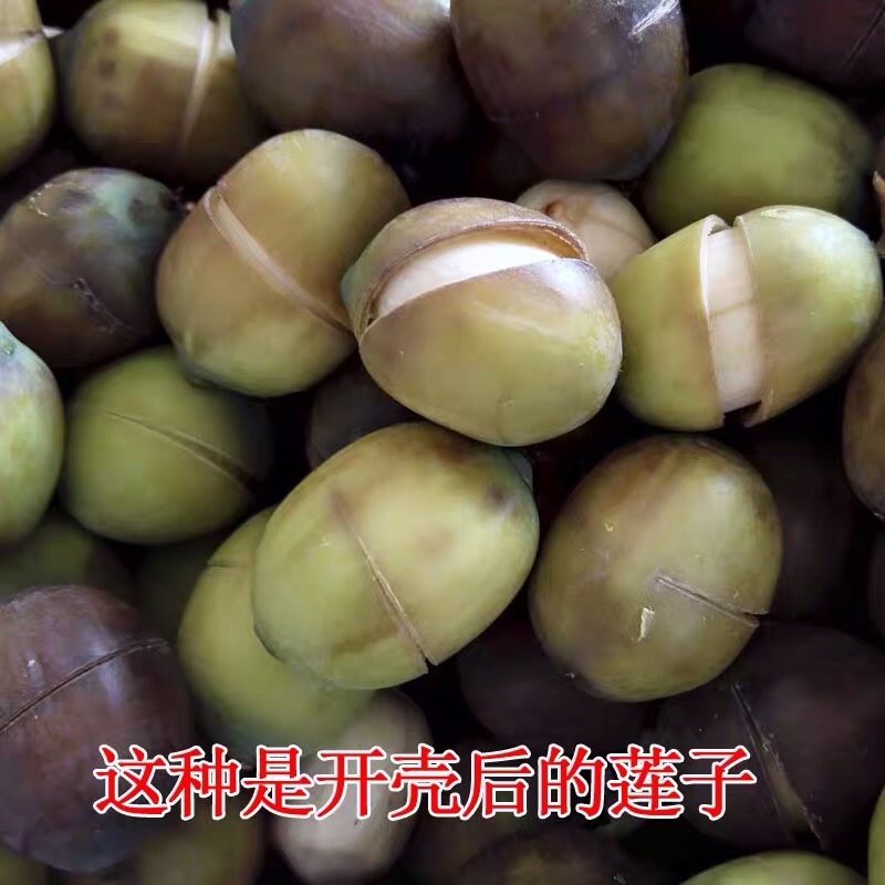 湖南特产新鲜带皮老莲子米带皮嫩莲子米欢迎联系