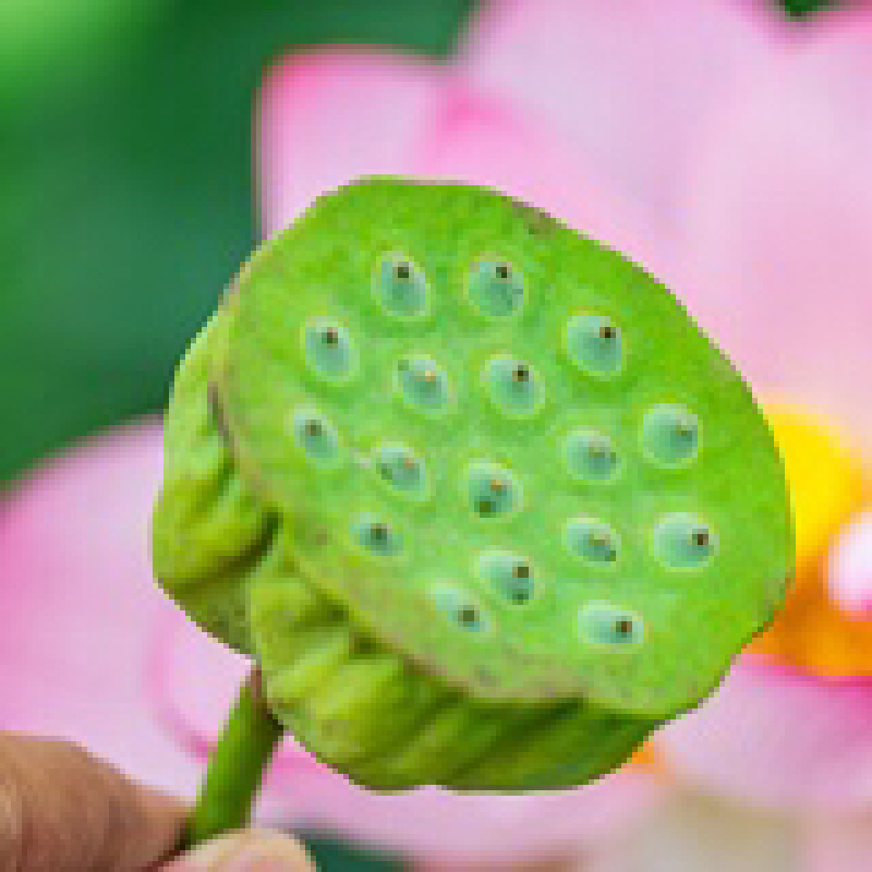湖南特产新鲜莲蓬生吃煮粥煲汤圣品，欢迎联系