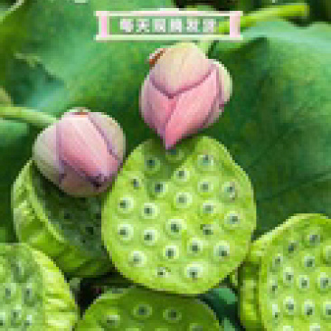 湖南特产新鲜莲蓬生吃煮粥煲汤圣品，欢迎联系