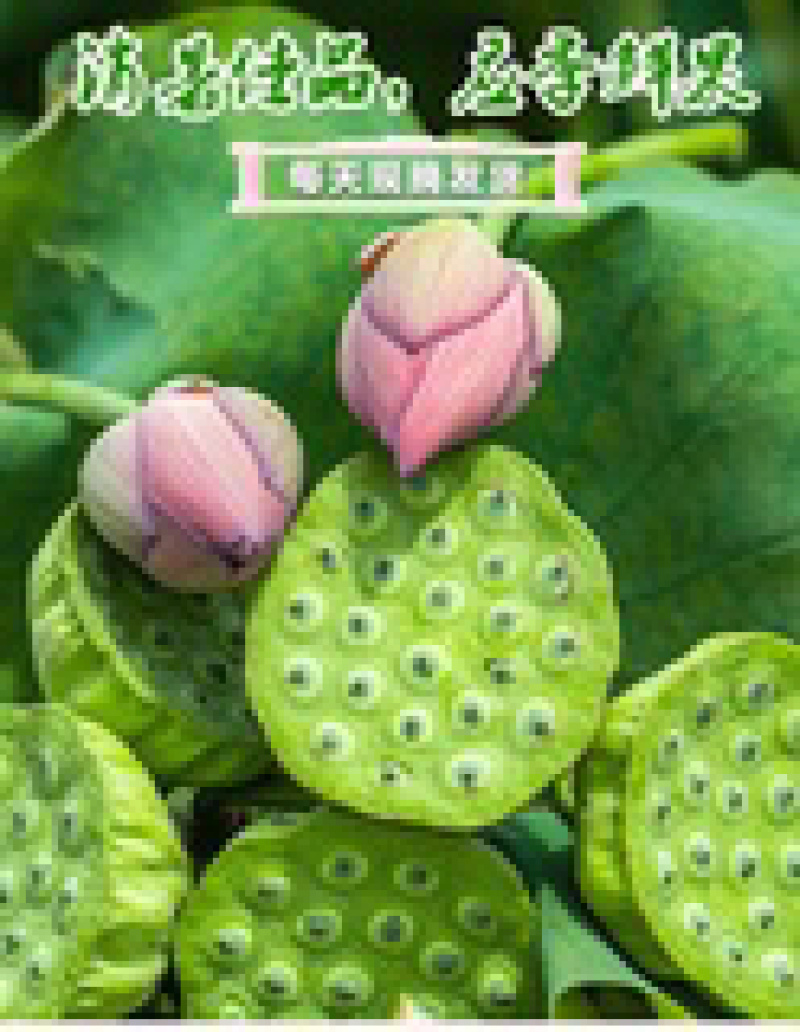 湖南特产新鲜莲蓬生吃煮粥煲汤圣品，欢迎联系