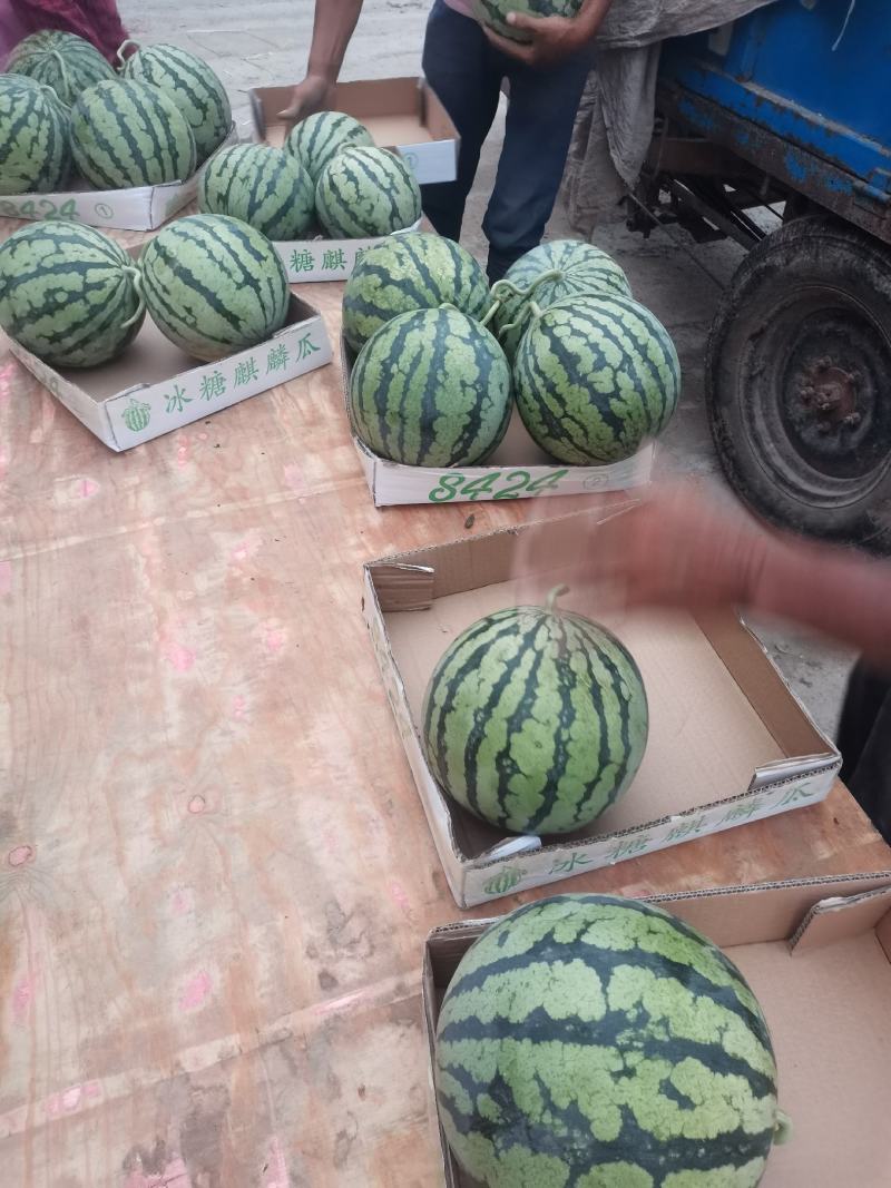 安徽砀山麒麟西瓜8424。大量供应。全国代发！
