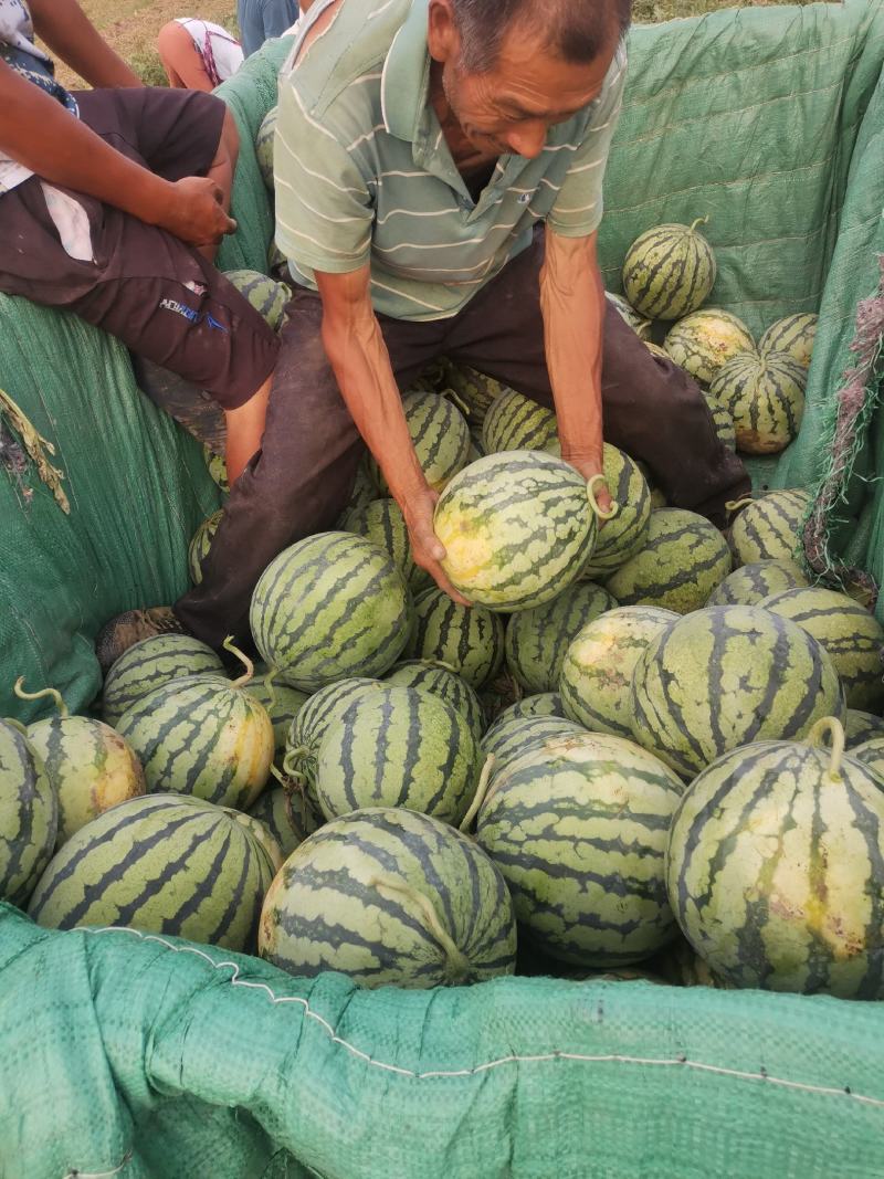 安徽砀山麒麟西瓜8424。大量供应。全国代发！