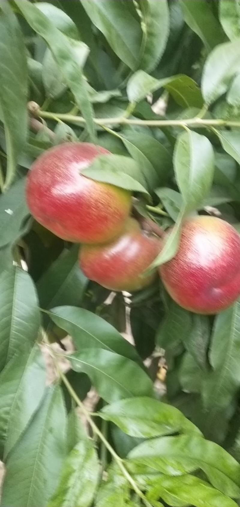 油桃丰光