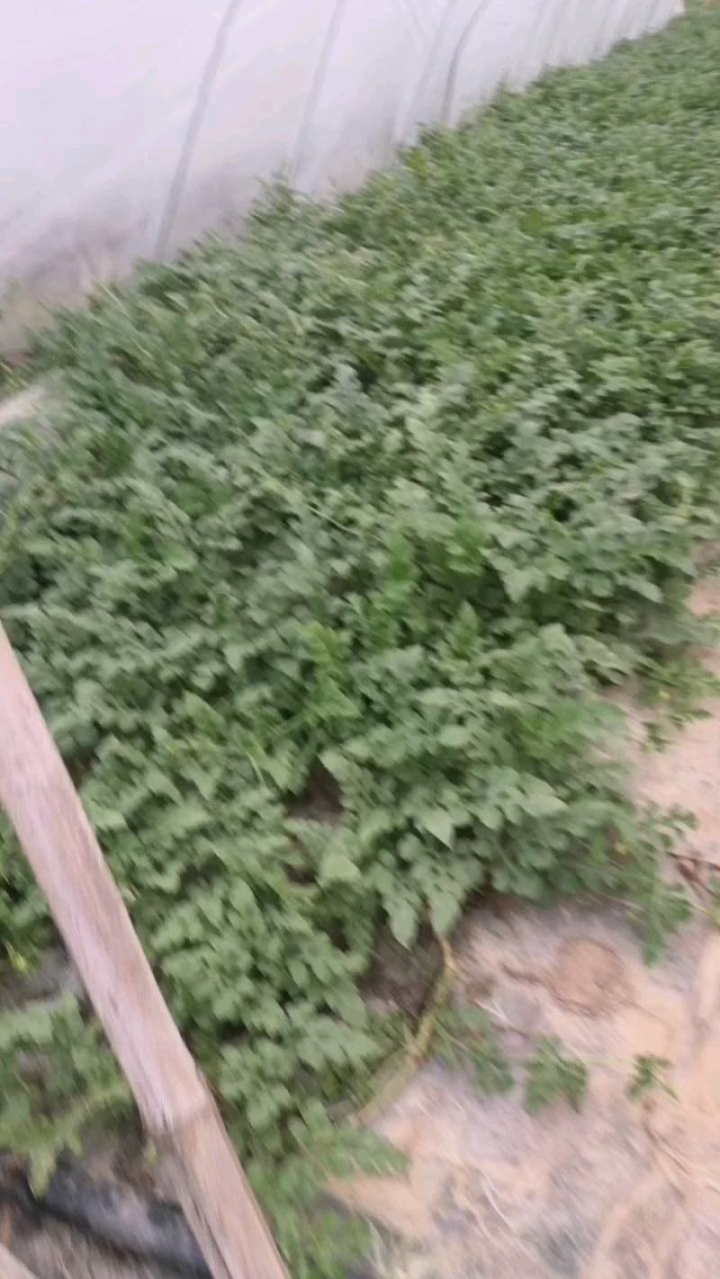 湖南8424西瓜，产地直发，质量保证，大量供应上市