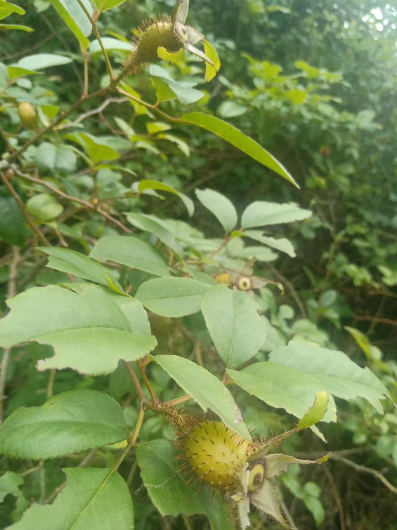 金樱果