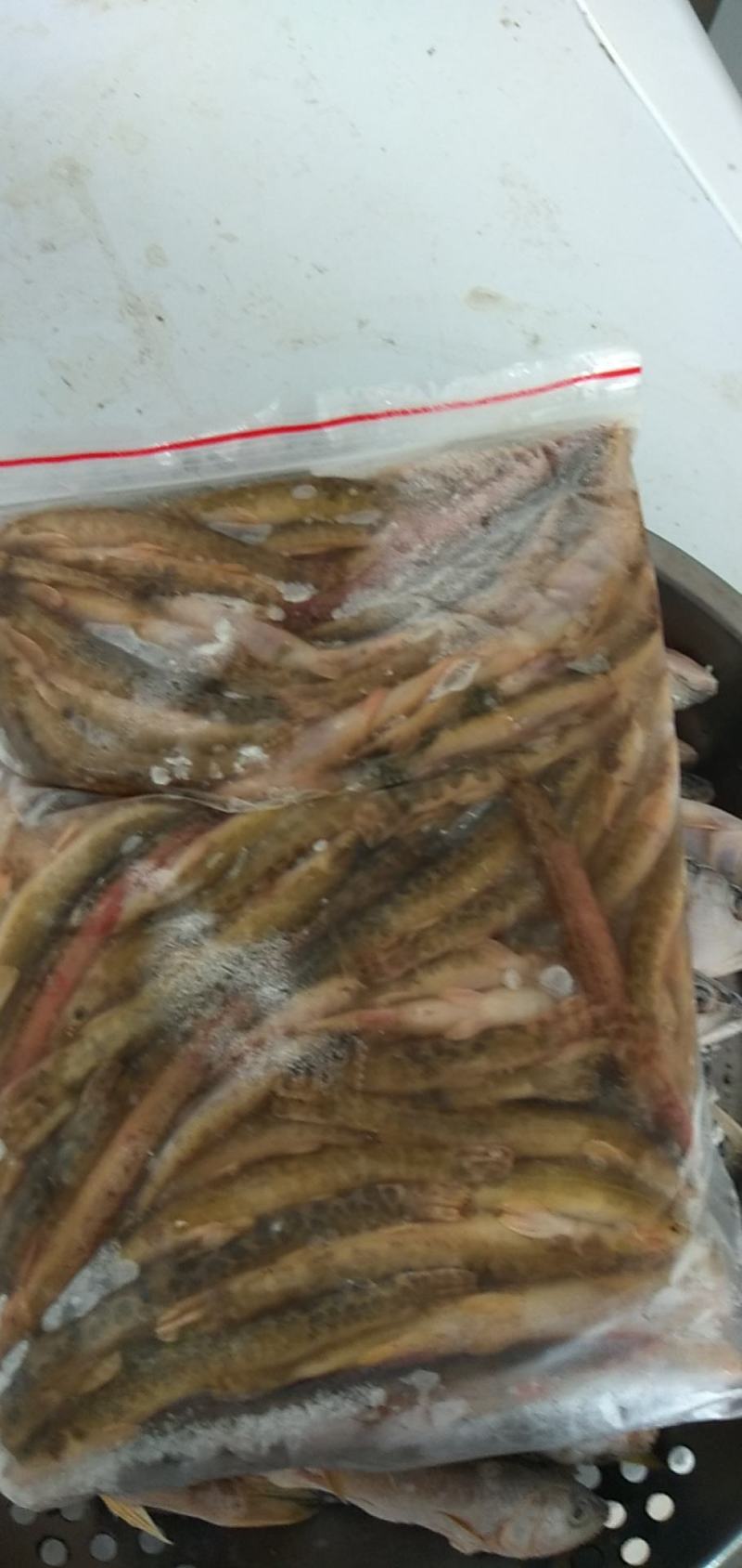 白鱼高山流水高山冷水鱼开肚桃花鱼肉