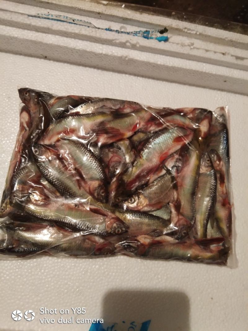 白鱼高山流水高山冷水鱼开肚桃花鱼肉