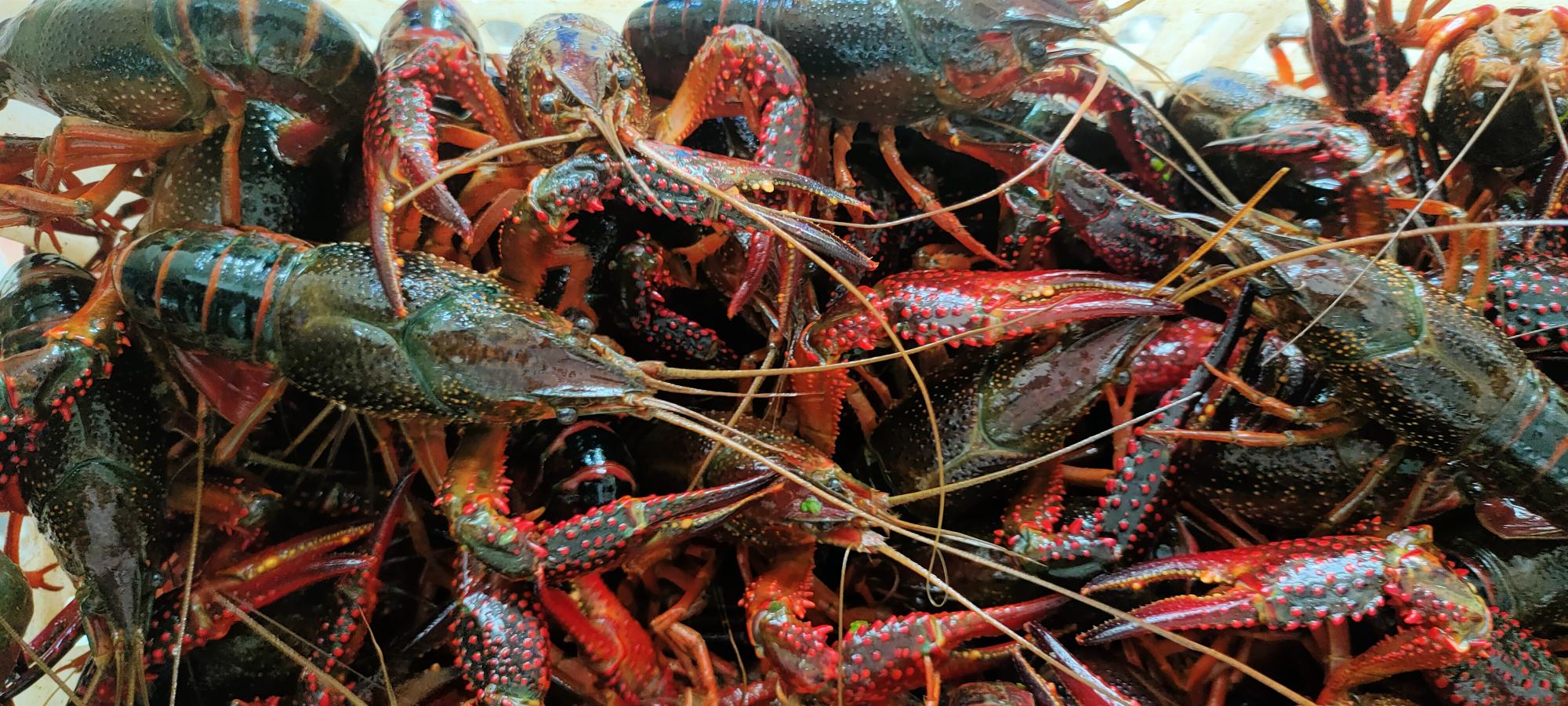 小龙虾营养价值解析