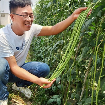 【缸豆种子】夏圣耐热豆角品种颜色翠绿长75到80cm