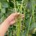 【缸豆种子】夏圣耐热豆角品种颜色翠绿长75到80cm