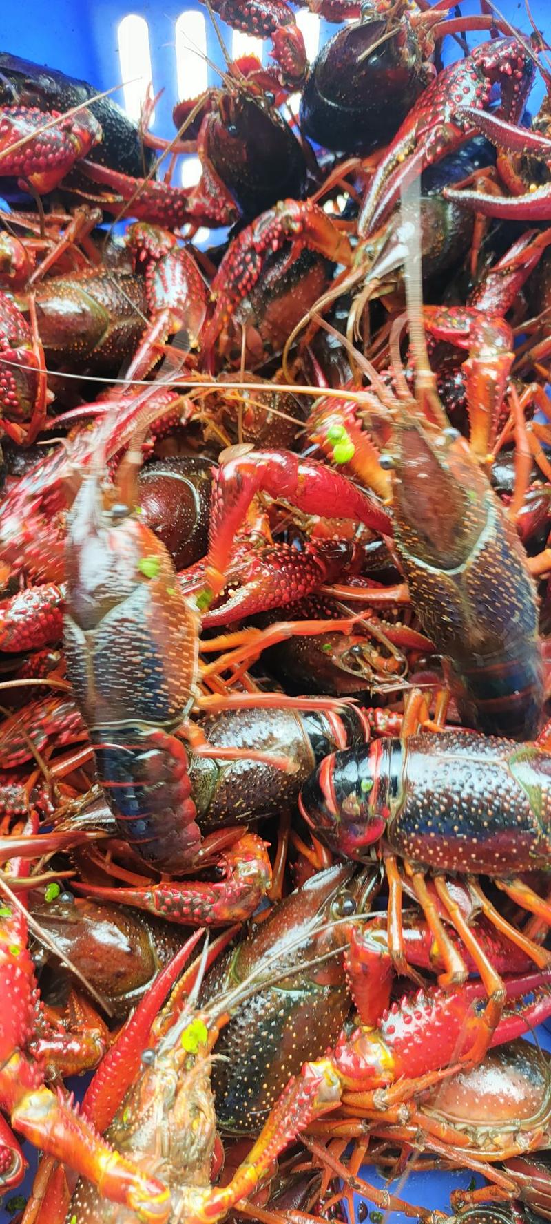 洪湖小龙虾青虾全年大量供货品质保证规格齐全