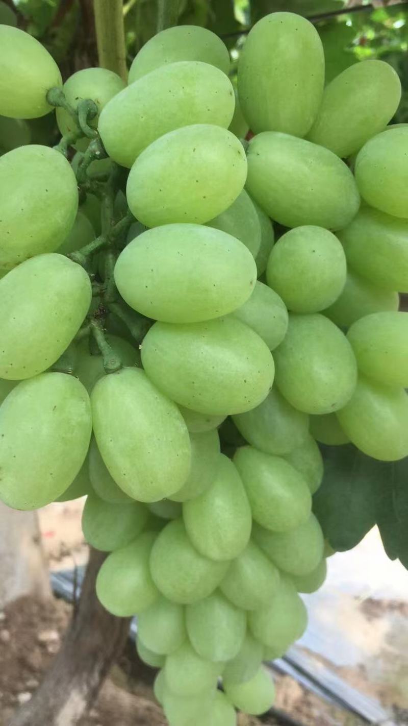 青提维多利亚温棚青提冷棚青提现已大量上市