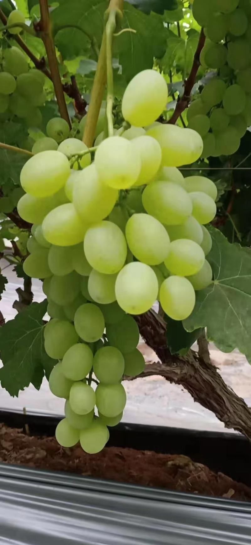 青提维多利亚温棚青提冷棚青提现已大量上市