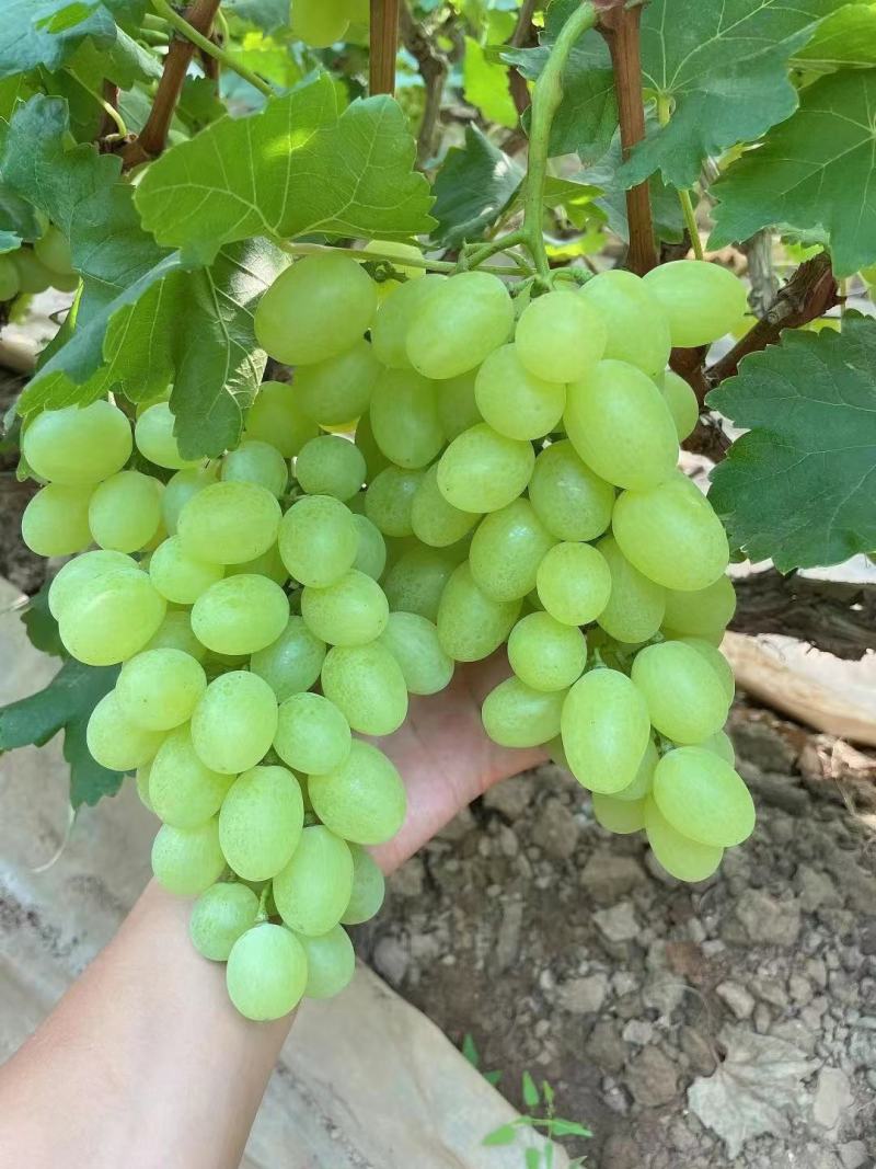 青提维多利亚温棚青提冷棚青提现已大量上市