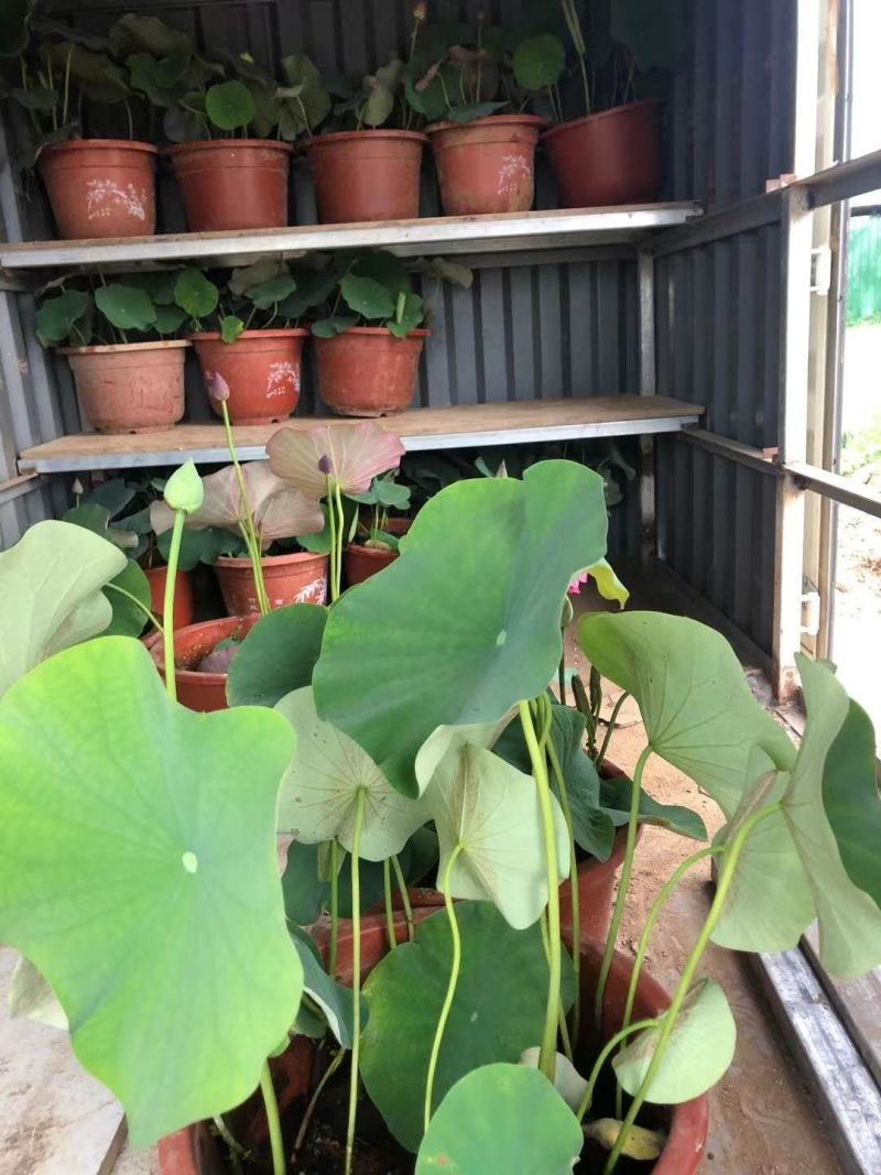 绿景水生绿化工程专用盆栽荷花种植马上见效当年开花