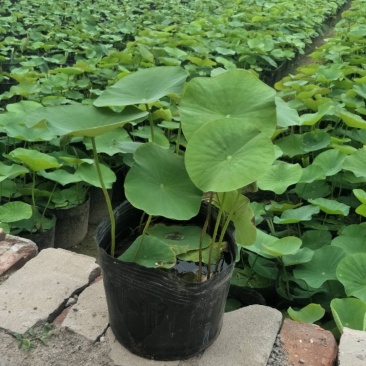 绿景水生绿化工程专用盆栽荷花种植马上见效当年开花