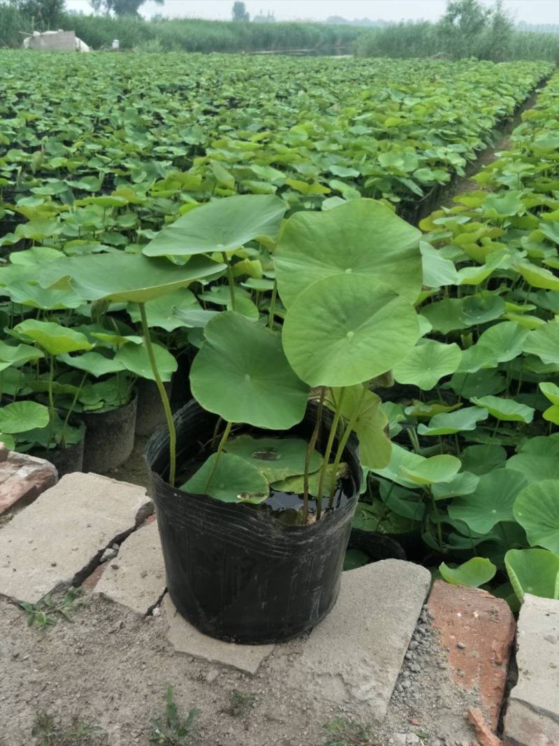 绿景水生绿化工程专用盆栽荷花种植马上见效当年开花